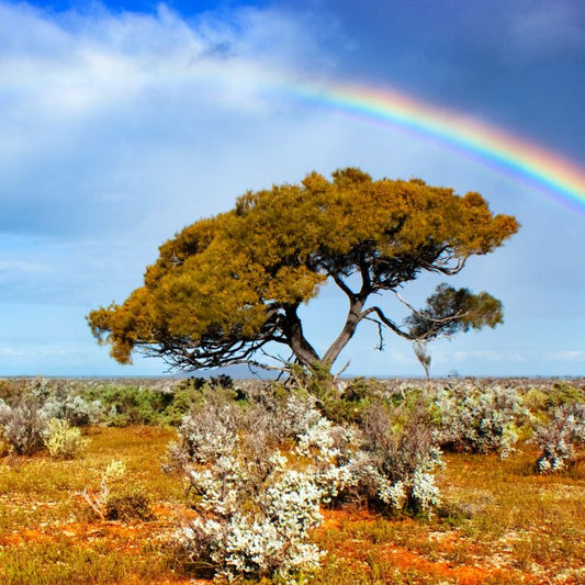 Emu Oil vs. Other Carrier Oils: Why It's a Superior Choice