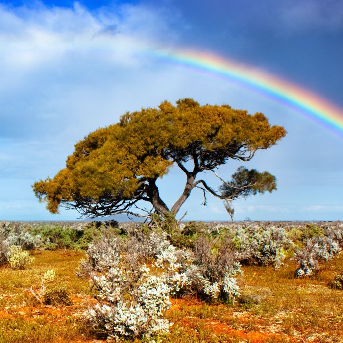 Heart of the Outback